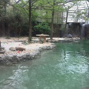 Tuxedo Coast- Magellanic Penguin