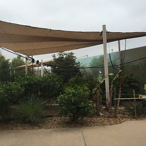 Land of the Tiger- Hornbill