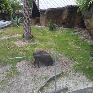 Land of the Tiger- Babirusa/Asian Small-Clawed Otter