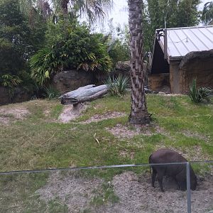 Land of the Tiger- Babirusa/Asian Small-Clawed Otter