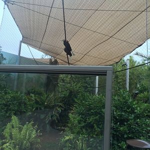 Land of the Tiger- Hornbill