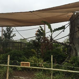 Land of the Tiger- Hornbill