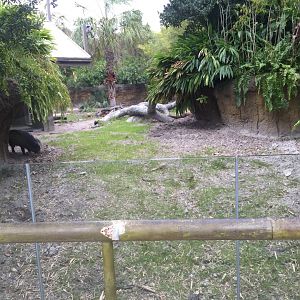 Land of the Tiger- Visayan Warty Pig