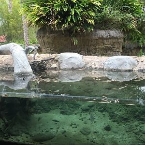 Land of the Tiger- Babirusa/Asian Small-Clawed Otter