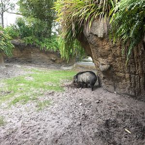 Land of the Tiger- Visayan Warty Pig