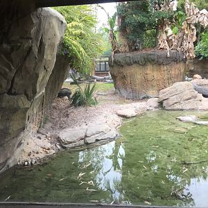 Land of the Tiger- Babirusa/Asian Small-Clawed Otter