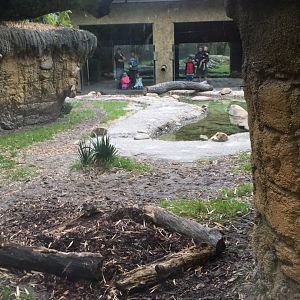 Land of the Tiger- Babirusa/Asian Small-Clawed Otter