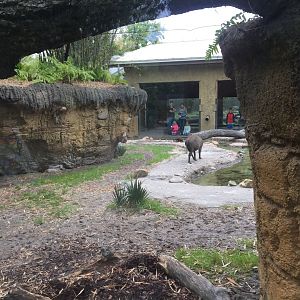 Land of the Tiger- Babirusa/Asian Small-Clawed Otter