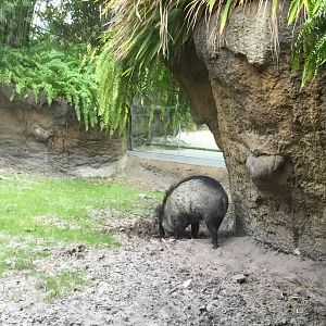 Land of the Tiger- Visayan Warty Pig