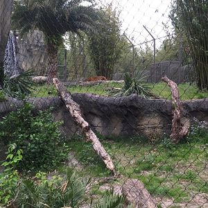 Land of the Tiger- Sumatran Tiger