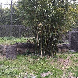 Land of the Tiger- Sumatran Tiger