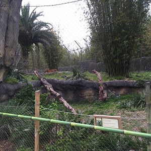 Land of the Tiger- Sumatran Tiger