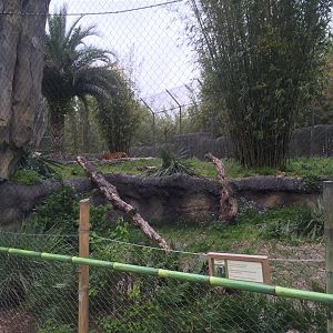 Land of the Tiger- Sumatran Tiger