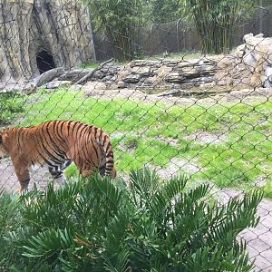 Land of the Tiger- Malayan Tiger