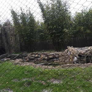 Land of the Tiger- Malayan Tiger