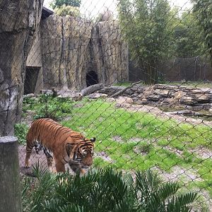 Land of the Tiger- Malayan Tiger
