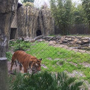 Land of the Tiger- Malayan Tiger