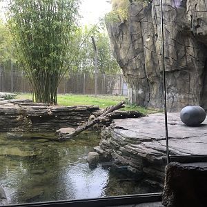 Land of the Tiger- Malayan Tiger