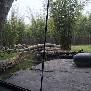 Land of the Tiger- Malayan Tiger