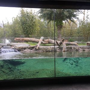 Land of the Tiger- Sumatran Tiger