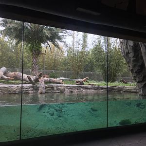 Land of the Tiger- Sumatran Tiger