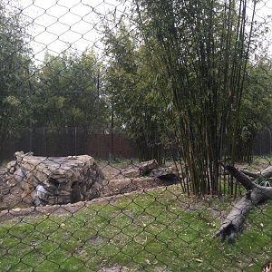 Land of the Tiger- Malayan Tiger