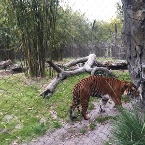 Land of the Tiger- Malayan Tiger