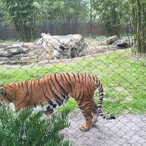 Land of the Tiger- Malayan Tiger