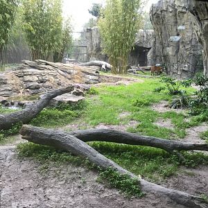 Land of the Tiger- Malayan Tiger