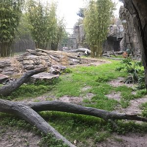 Land of the Tiger- Malayan Tiger