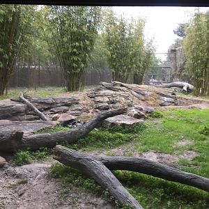 Land of the Tiger- Malayan Tiger