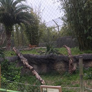 Land of the Tiger- Sumatran Tiger