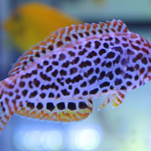 Diamond wrasse - Macropharyngodon meleagris