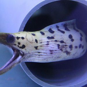 Gymnothorax fimbriatus