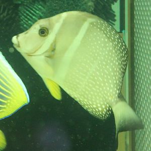 White-spotted surgeonfish - Acanthurus guttatus