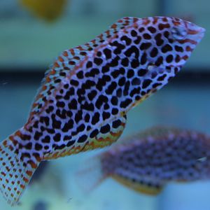 Diamond wrasse - Macropharyngodon meleagris