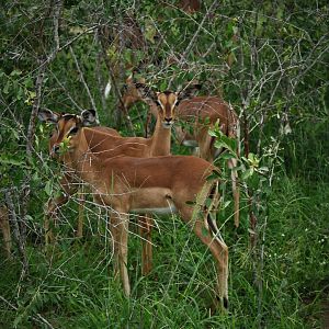 Kruger National Park