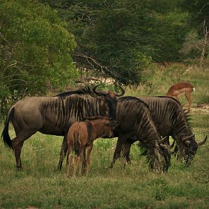Kruger National Park