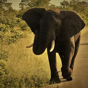 Kruger National Park