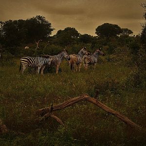Kruger National Park