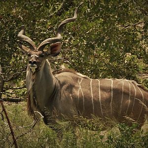 Kruger National Park