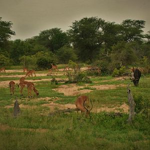 Kruger National Park