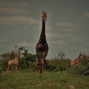 Kruger National Park
