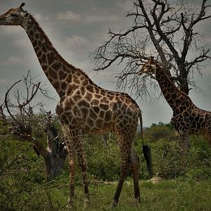 Kruger National Park