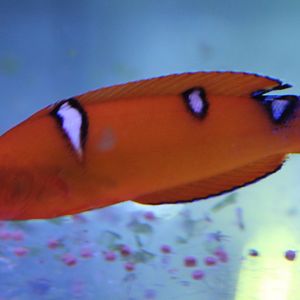 Clown coris - Coris gaimard - juvenile