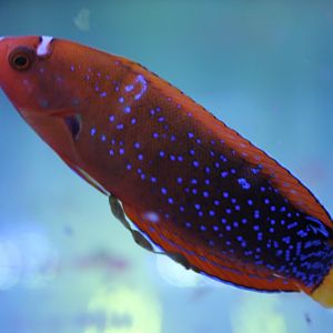 Clown coris - Coris gaimard - Changing from juvenile to adult