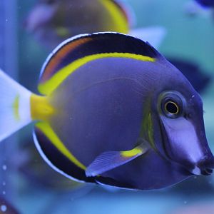 Acanthurus japonicus