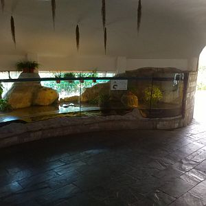 Chinese Giant Salamander Exhibit