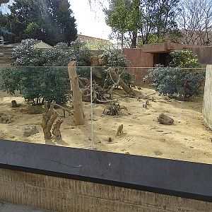 Banded mongoose enclosure