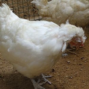 La Vallée des Oiseaux - 25/07/2016